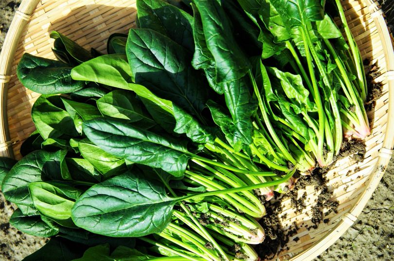 azienda agricola valleverde coltivazione di spinaci